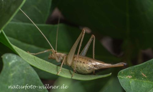 Weinhähnchen Oecanthus pellucens Foto W. Willner DSC_5814
