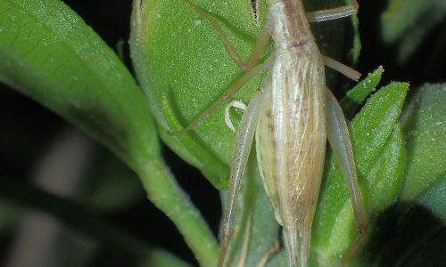 Weinhähnchen Oecanthus pellucens Foto W. Willner P8070842