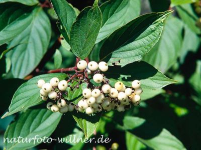 Weißer Hartriegel Cornus alba Foto W. Willner-7