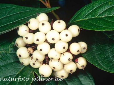 Weißer Hartriegel Cornus alba Foto W. Willner