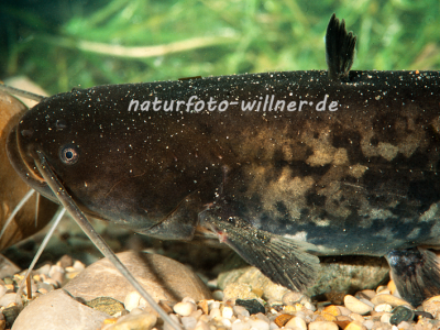 Wels Silurus glanis Foto W. Willner-3