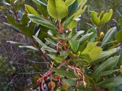 Westliche Erdbeerbaum (Arbutus unedo) Foto W. Willner-73