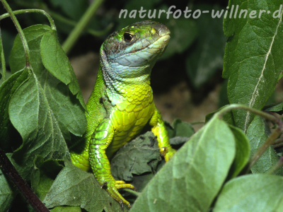 Westliche Smaragdeidechse Lacerta bilineata 10 Foto W. Willner