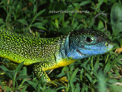 Westliche Smaragdeidechse Lacerta bilineata 11 Foto W. Willner