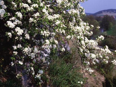 Wild-Birne (Pyrus pyraster) Foto W. Willner-3