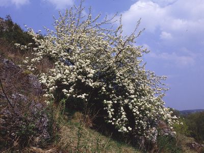 Wild-Birne (Pyrus pyraster) Foto W. Willner-4