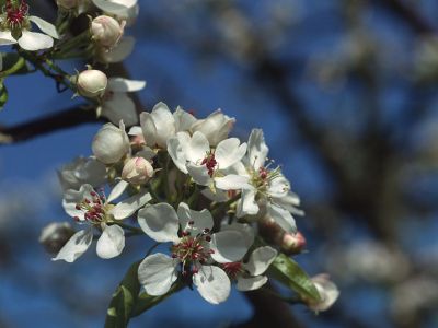 Wild-Birne (Pyrus pyraster) Foto W. Willner-7