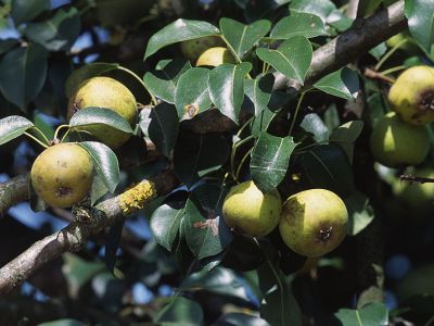 Wild-Birne (Pyrus pyraster) Foto W. Willner-9