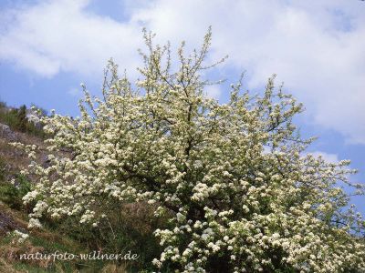 Wildbirne Pyrus vulgaris Foto W. Willner-10