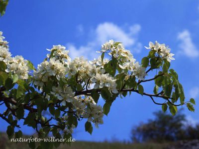 Wildbirne Pyrus vulgaris Foto W. Willner-12