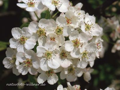 Wildbirne Pyrus vulgaris Foto W. Willner-13