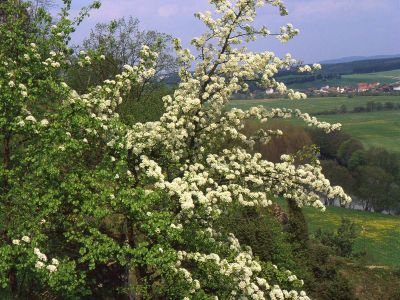 Wildbirne Pyrus vulgaris Foto W. Willner-14