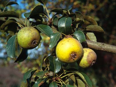 Wildbirne Pyrus vulgaris Foto W. Willner-6