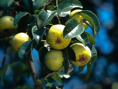 Wildbirne Pyrus vulgaris Foto W. Willner-9