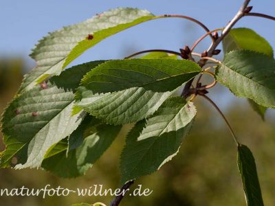 Wildkirsche Prunus avium Foto Wolfgang Willner Naturfoto-11