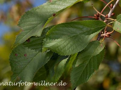 Wildkirsche Prunus avium Foto Wolfgang Willner Naturfoto-13