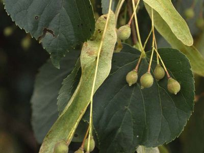 Winter-Linde (Tilia cordata)