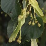 Winter-Linde     (Tilia cordata)