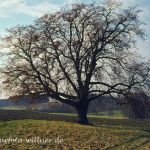 Winter-Linde (Tilia cordata) Foto W. Willner 046
