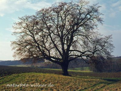 Winter-Linde (Tilia cordata) Foto W. Willner 046
