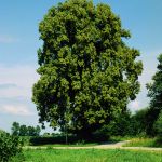 Winter-Linde (Tilia cordata) Foto W. Willner 544