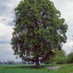 Winter-Linde (Tilia cordata) Foto W. Willner 568