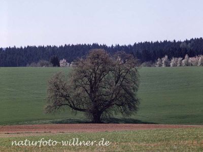 Winterlinde 10 Foto W. Willner