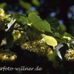 Winter-Linde     (Tilia cordata)