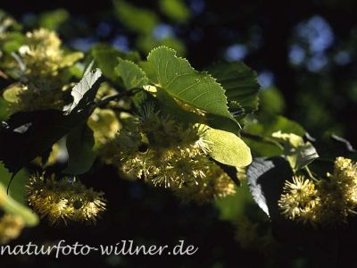 Winter-Linde (Tilia cordata)