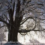 Winterlinde 400 - jährig 2 Foto W. Willner