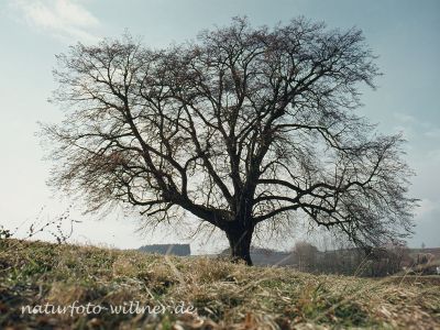 Winterlinde Tilia cordata Foto W. Willner 055