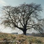 Winterlinde Tilia cordata Foto W. Willner 055