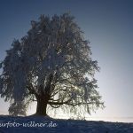 Winterlinde Tilia cordata Foto W. Willner 101