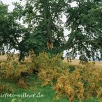 Winterlinde Tilia cordata Foto W. Willner 169