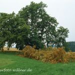 Winterlinde Tilia cordata Foto W. Willner 170