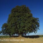 Winterlinde Tilia cordata Foto W. Willner 308