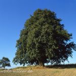 Winterlinde Tilia cordata Foto W. Willner 500