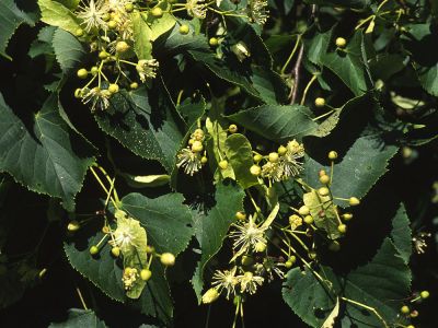 Winterlinde Tilia cordata Foto W. Willner 5041