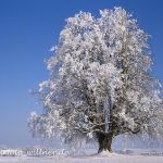 Winterlinde Tilia cordata Foto W. Willner 572