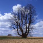 Winterlinde Tilia cordata Foto W. Willner 575