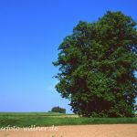 Winterlinde Tilia cordata Foto W. Willner 582