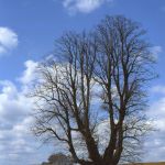 Winterlinde Tilia cordata Foto W. Willner 646