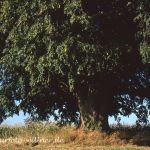 Winterlinde Tilia cordata Foto W. Willner 647