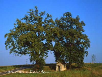 Winterlinde Tilia cordata Foto W. Willner 657