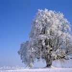 Winterlinde Tilia cordata Foto W. Willner 886
