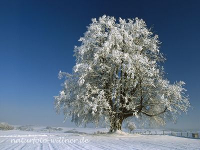 Winterlinde Tilia cordata Foto W. Willner 889