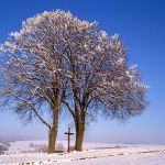 Winterlinde Tilia cordata Foto W. Willner 911