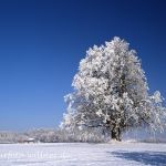 Winterlinde Tilia cordata Foto W. Willner 917