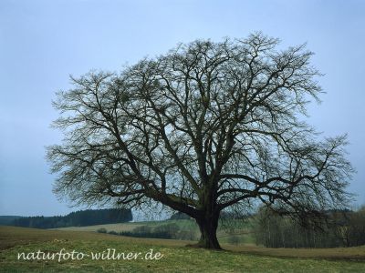 Winterlinde (Tilia cordata) Foto W. Willner027