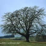 Winterlinde (Tilia cordata) Foto W. Willner027